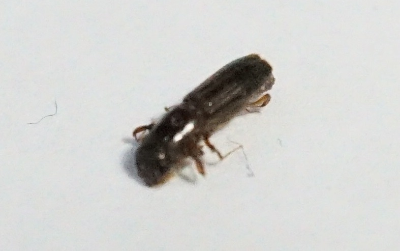 DSC05689 幼虫
